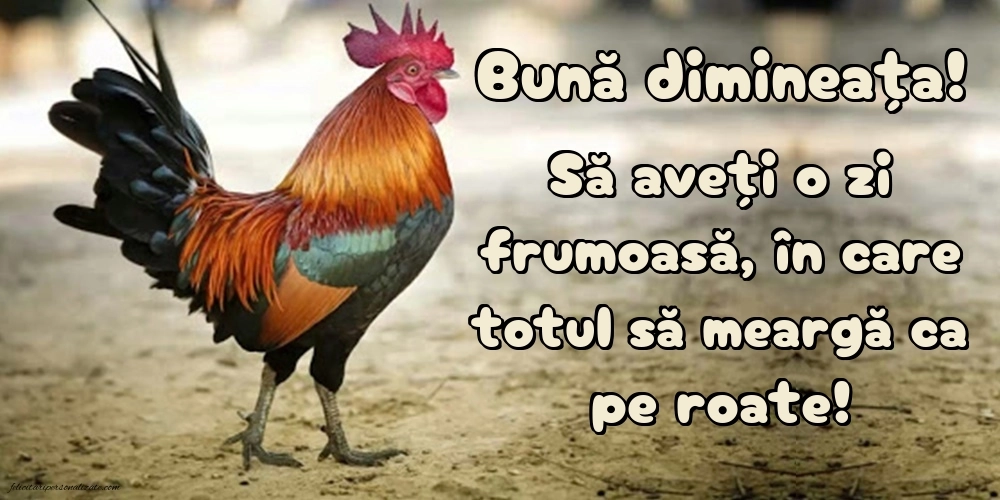 Imagini de BUNĂ DIMINEAȚA: Animale